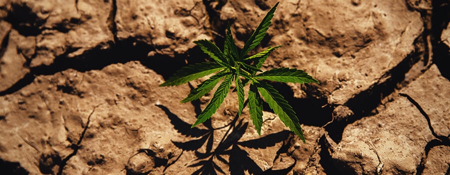 Cannabisplant Geteeld In Droogtecondities