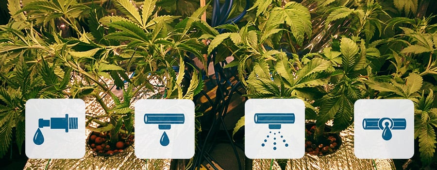Druppel-Irrigatie Cannabis