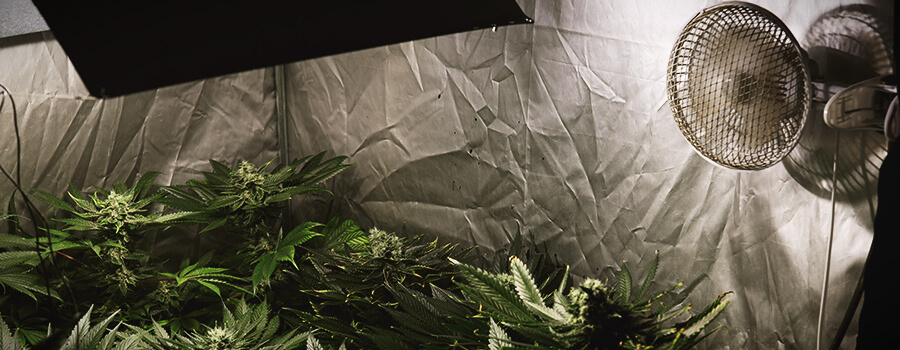 Luchtcirculatie Cannabis Planten