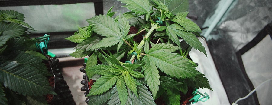 Toppen Of Fimmen Cannabis Planten