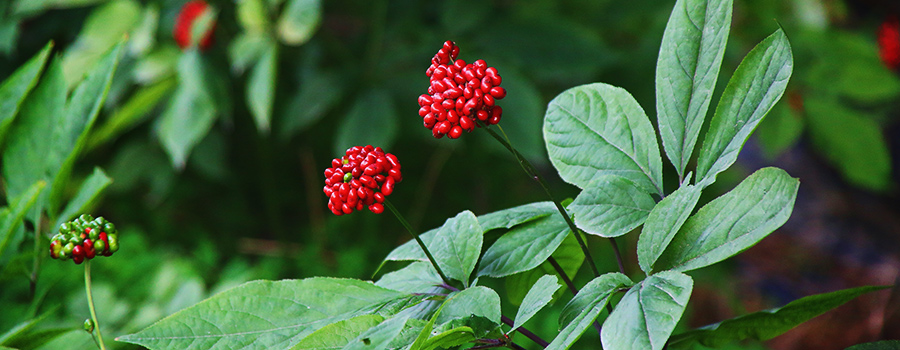 Humuleen Terpenen Ginseng en Cannabis