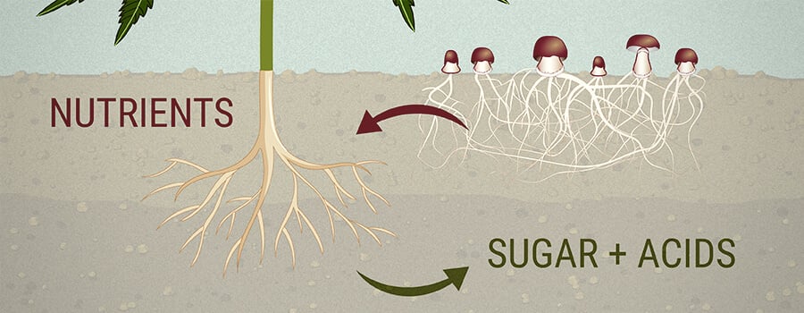 Ectomycorrhiza-schimmels