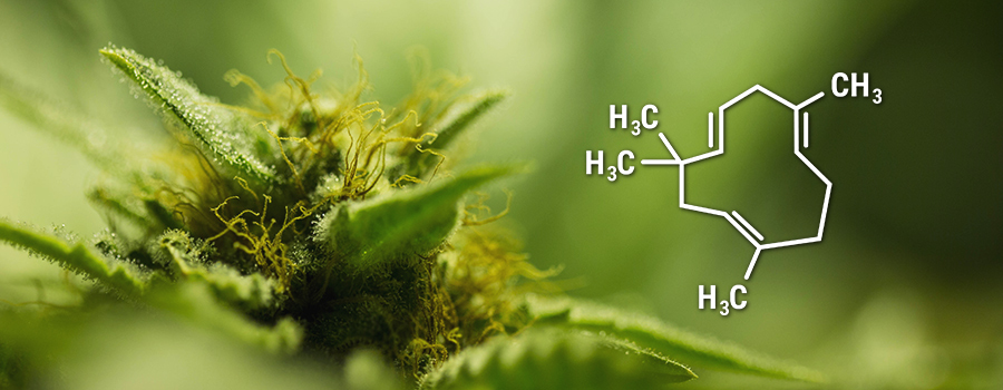 Cannabis Humuleen Cannabinoids Terpeen