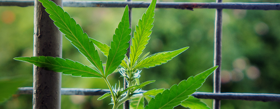 Cannabisplant In Een Balkon