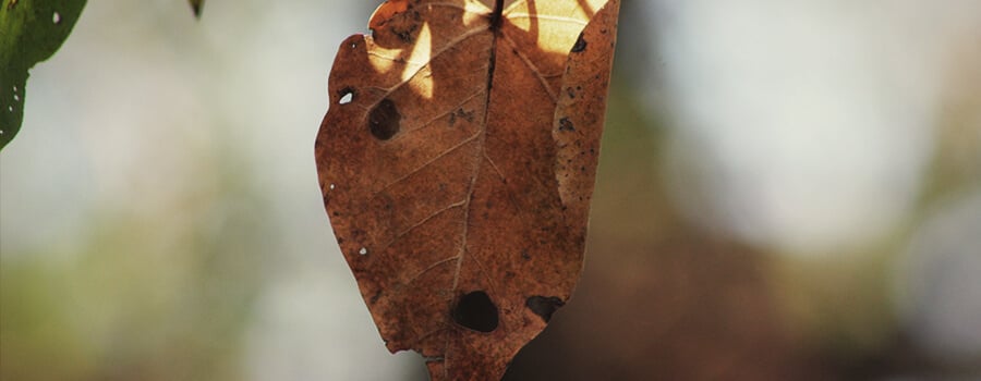 Alternaria Fungus Op Blad