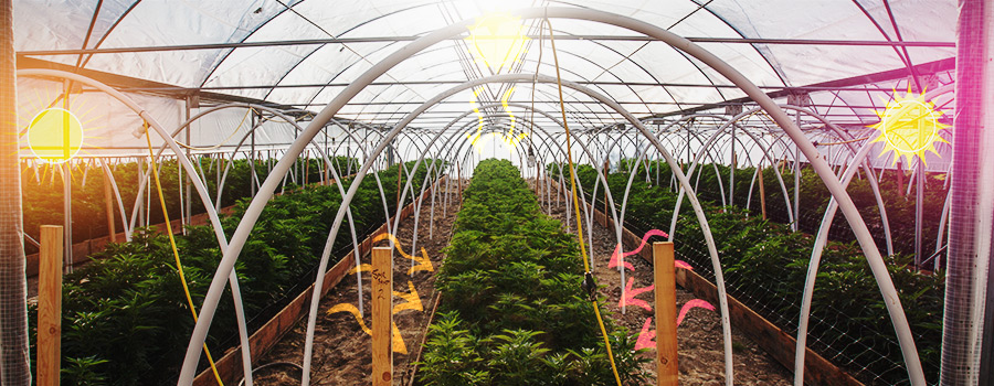 Zijverlichting Broeikas Cannabis