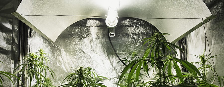 Licht Intensiteit Kweeklampen Cannabis
