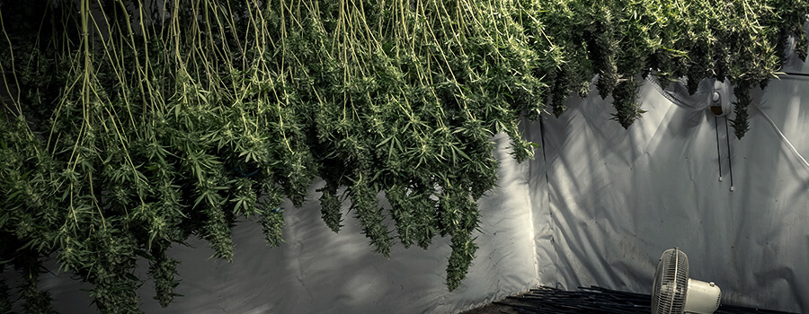 Curing Cannabis Plant