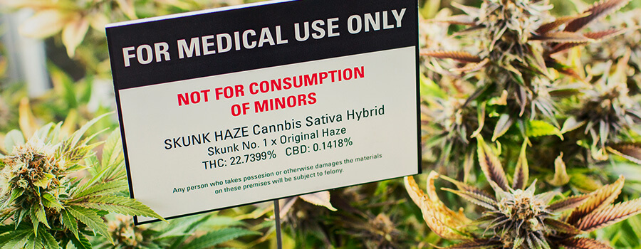 Cannabisplantage Voor Medische Marihuana