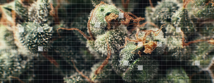 Microdosing Cannabis