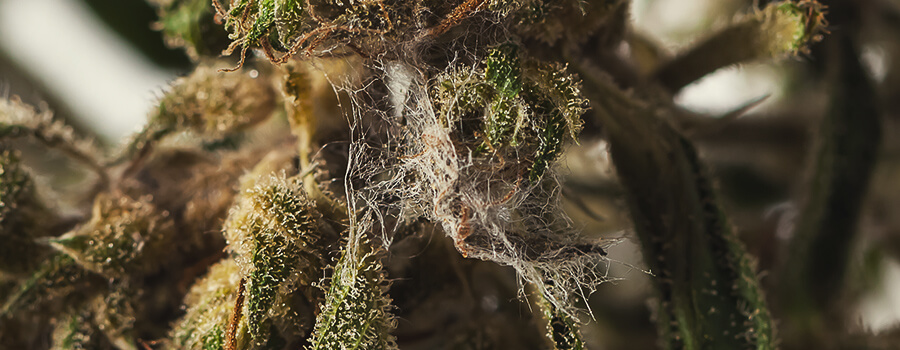 Schimmel In Een Cannabis Bud