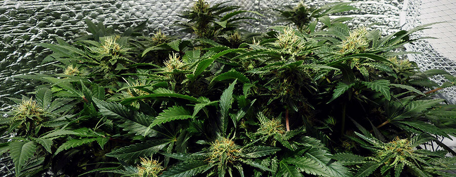 Trainingstechnieken Cannabis Zijverlichting