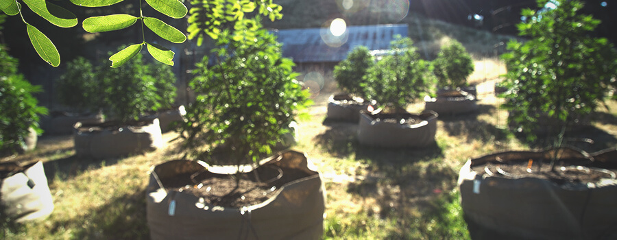 Passieve Air Pruning In Cannabisplanten