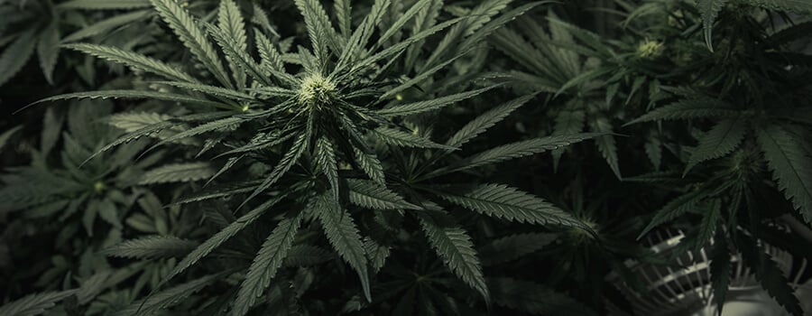 Marihuana Binnenteelt
