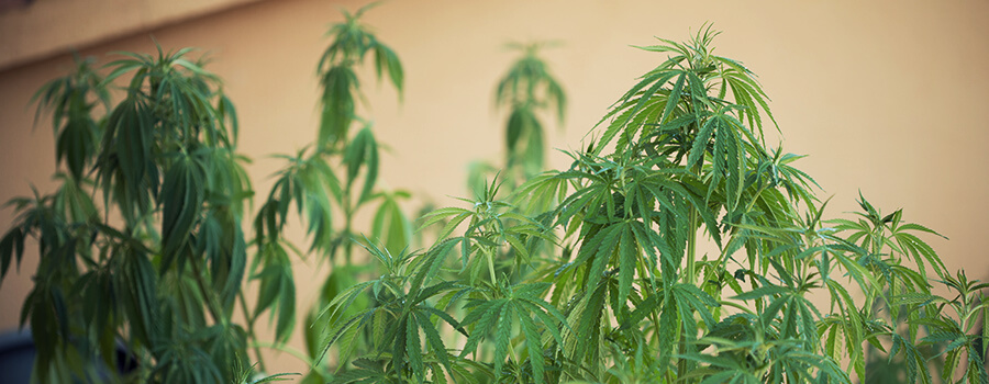 Cannabisplanten Buitenshuis Terras