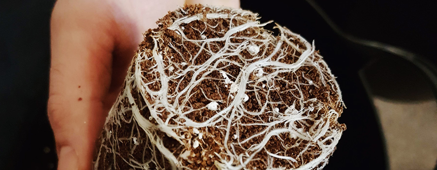 Wortels Cannabis Transplantatie
