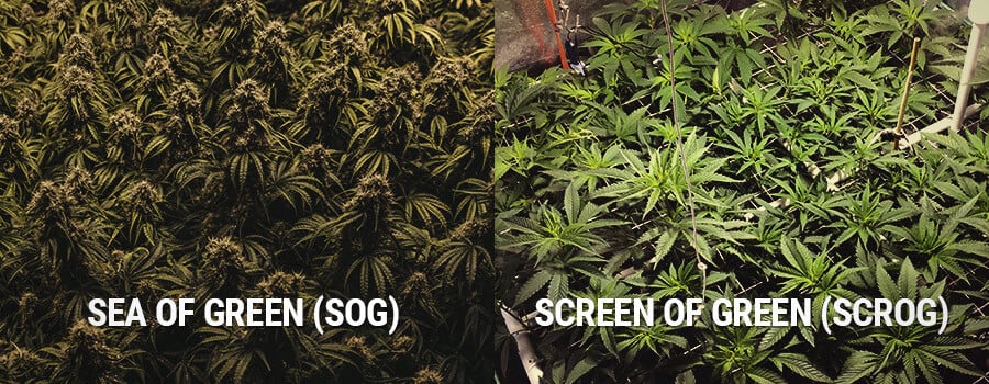 Sea of Green en Screen of Green, SOG vs SCROG