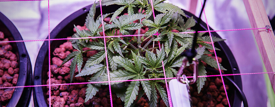 Scrog Gecultiveerde Cannabistechniek
