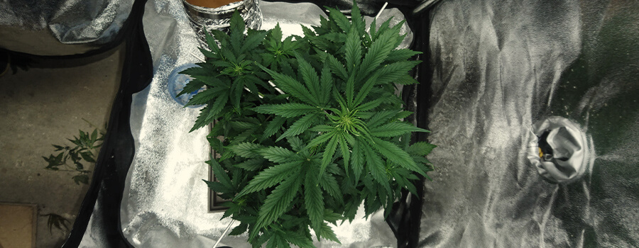 Teelt Van 1 Cannabisplant Thuis