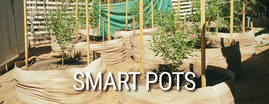 Smart Pots Cannabis Teelt