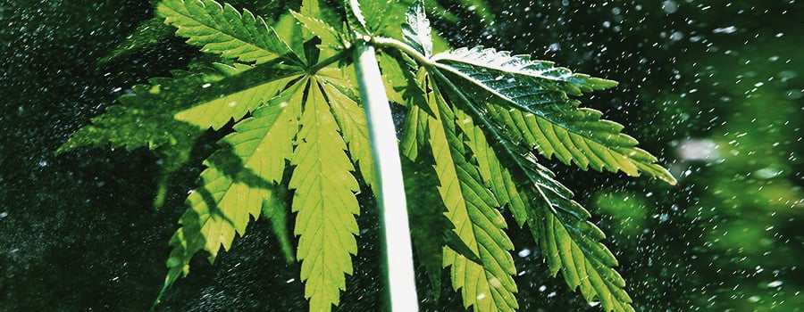 Lichte Ontbering Om Rotte Cannabis Te Vermijden