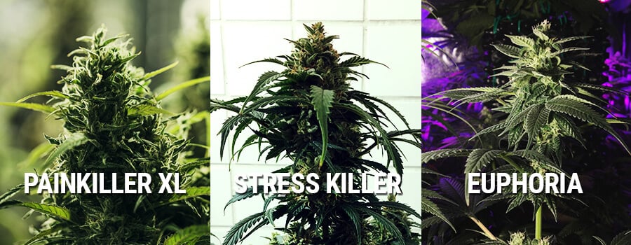 Cannabis Euphoria, Painkiller XL En Stress Killer