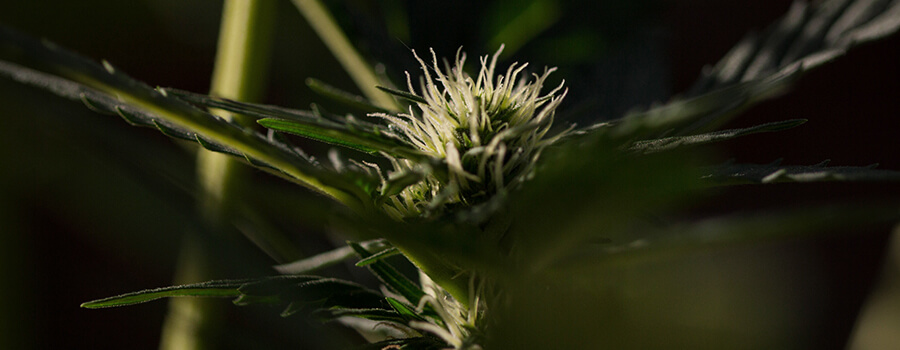 Fotoperiodieke Cannabis