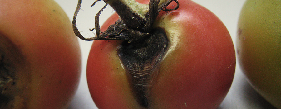 Alternaria Fungus Op Tomatenplant