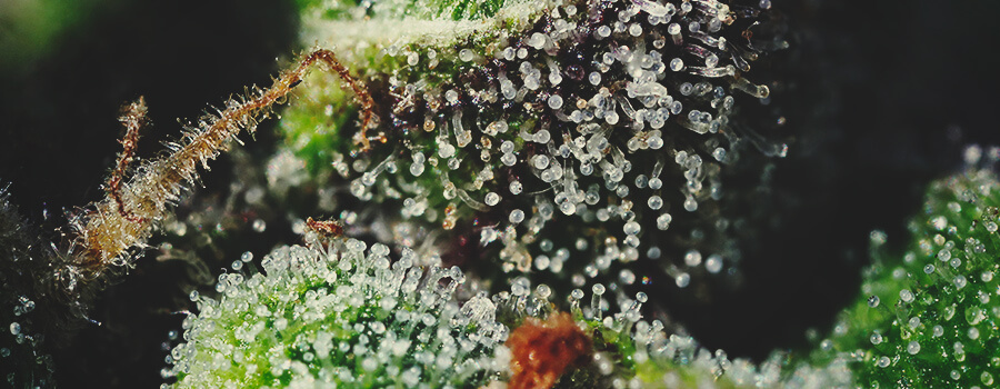 Trichomen en terpenen zijn essentieel voor het cannabisaroma