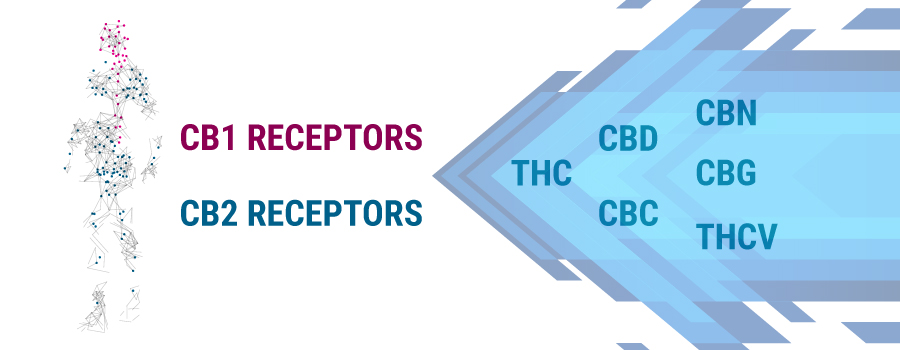 CB1 en CB2 receptoren lichaam