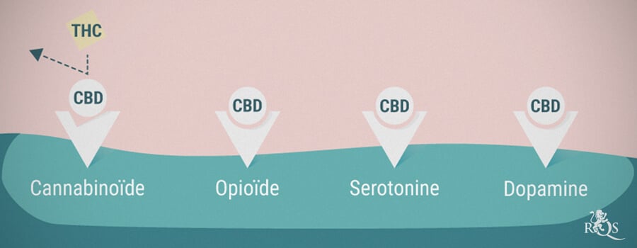 Cannabinoïde, opioïde, serotonine en dopamine-receptoren