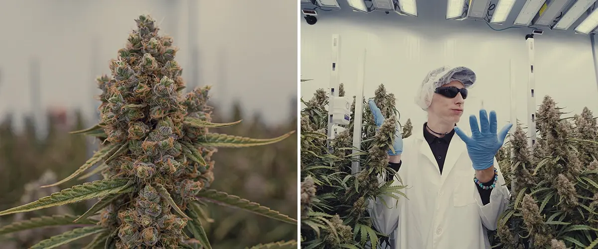 CRIC Labs High-Tech Cannabis Kweekruimte Gids Een illustratie van Simon en Max in witte laboratoriumjassen en haarnetjes die de smetteloze high-tech kweekruimte van CRIC Labs betreden, met buizen, kleppen en tanks, tegen een heldergroene achtergrond.