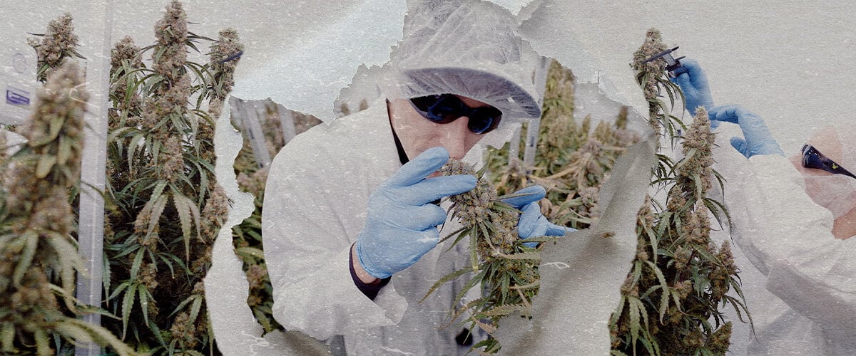 CRIC Labs High-Tech Cannabis Kweekruimte Gids Een illustratie van Simon en Max in witte laboratoriumjassen en haarnetjes die de smetteloze high-tech kweekruimte van CRIC Labs betreden, met buizen, kleppen en tanks, tegen een heldergroene achtergrond.