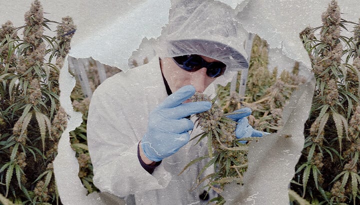 CRIC Labs High-Tech Cannabis Kweekruimte Gids Een illustratie van Simon en Max in witte laboratoriumjassen en haarnetjes die de smetteloze high-tech kweekruimte van CRIC Labs betreden, met buizen, kleppen en tanks, tegen een heldergroene achtergrond.