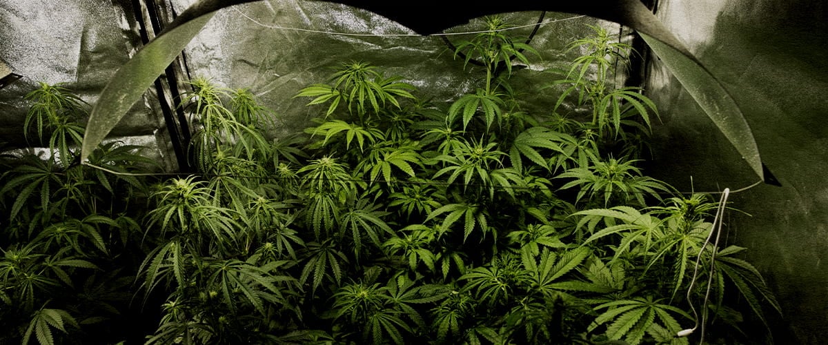 Indoor cannabis kweek in volle bloeifase met PSIS-techniek (sucrose-injectie in de steel) voor meer drooggewicht van toppen en hogere cannabinoïde-opbrengst