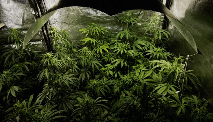 Indoor cannabis kweek in volle bloeifase met PSIS-techniek (sucrose-injectie in de steel) voor meer drooggewicht van toppen en hogere cannabinoïde-opbrengst