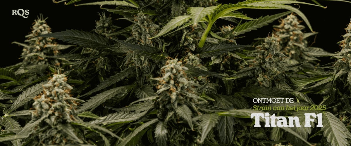 Titan F1 – Strain of the Year 2025 | Hoogproductieve cannabis-hybride van RQS Titan F1 cannabisplant met dichte, harsbedekte toppen, bekroonde hybride soort Strain of the Year 2025 van RQS