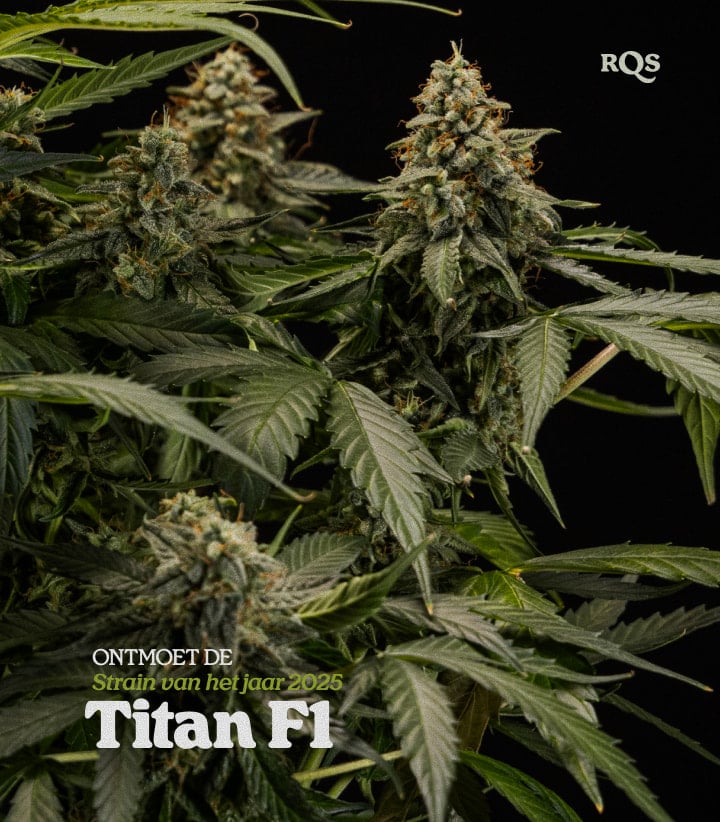 Titan F1 – Strain of the Year 2025 | Hoogproductieve cannabis-hybride van RQS Titan F1 cannabisplant met dichte, harsbedekte toppen, bekroonde hybride soort Strain of the Year 2025 van RQS