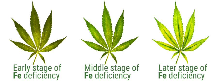 Ijzer deficiency leaf stage