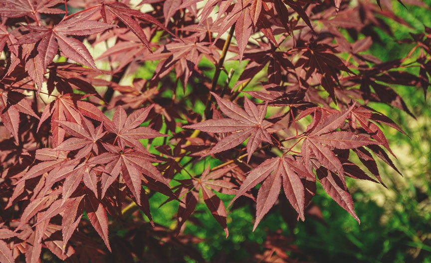 Japanse esdoorn (Acer palmatum)