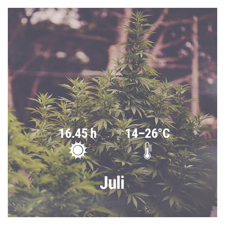 Hoe kweek je cannabis buiten in Duitsland, Juli