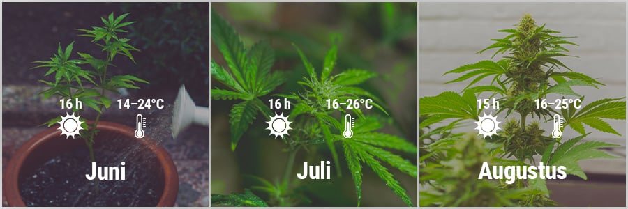 How To Grow Cannabis Outdoors In France March, April, May