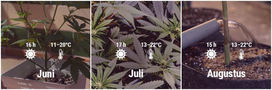 How To Grow Cannabis Outdoors - Netherlands