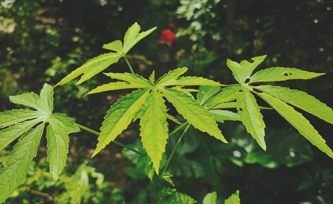 Hennepbladstokroos (Hibiscus cannabinus)