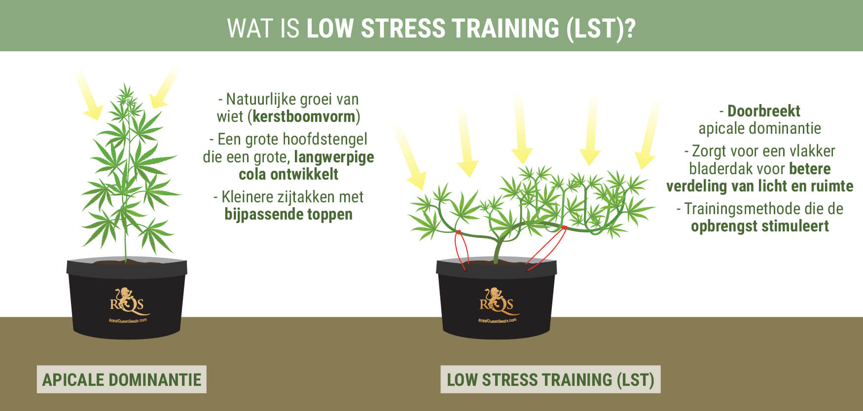Wat Is Low Stress Training?