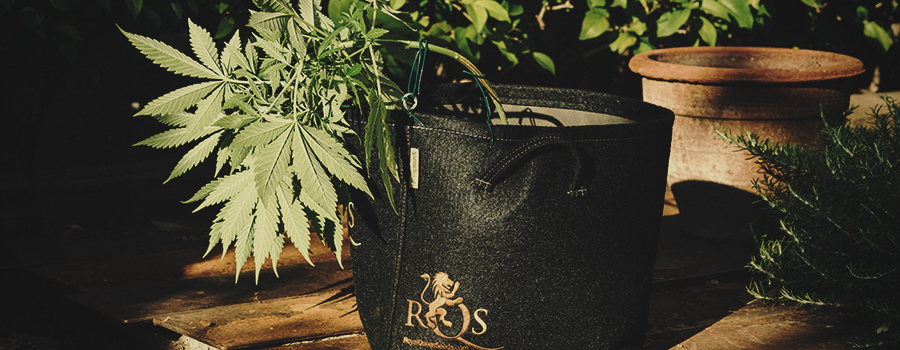 Takken Lst Training Van Cannabis Takken Lst Training Van Cannabis