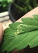 Leaf Miner