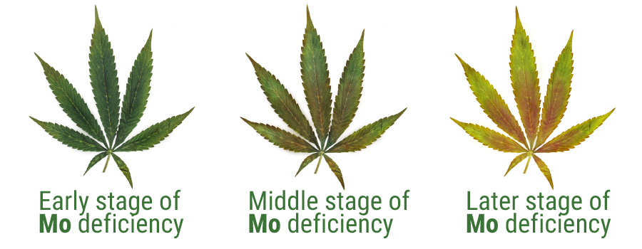 Molybdenum deficiency cannabis cultivation