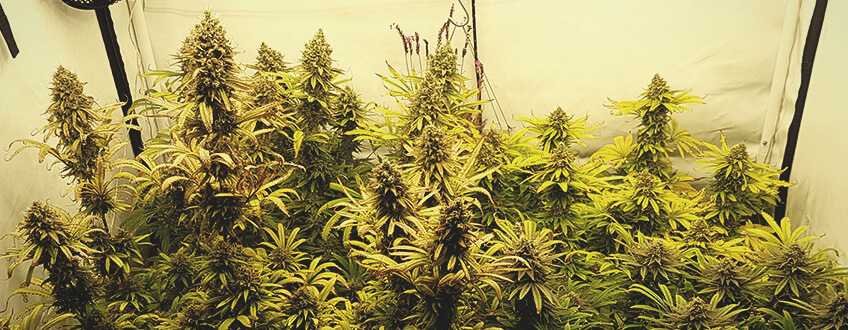 Lemon Shining Silver Haze Royal Queen Seeds Lemon Shining Silver Haze Royal Queen Seeds