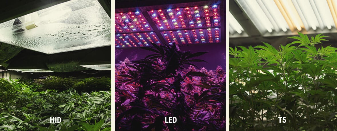 Hoe Voorzie Je Wietplanten Binnen van Uv-licht? Hoe Voorzie Je Wietplanten Binnen van Uv-licht?